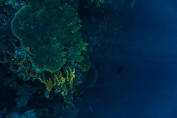 Fototapeta na wymiar sea coral reef with hard corals, fishes underwater photo
