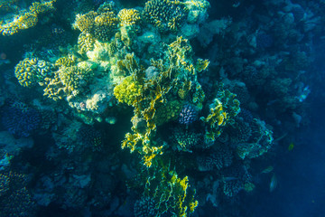 sea coral reef with hard corals, fishes underwater photo