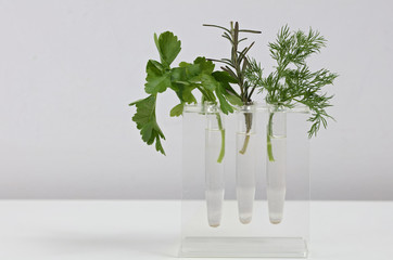 Bunches of fresh parsley, rosemary and dill on white background. Growing herbs at home cooking and seasoning concept