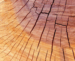 Спил дерева © 31977