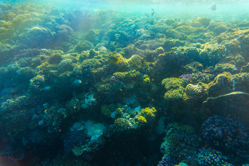 Naklejka na ściany i meble Tropical ocean life. Coral reef full of fish floating under water surface. Sunbeams light through ripples.