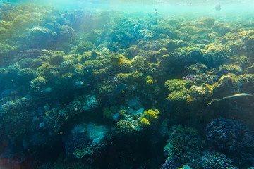 Foto op Aluminium Tropical ocean life. Coral reef full of fish floating under water surface. Sunbeams light through ripples. © F8  \ Suport Ukraine