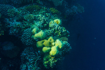 Tropical ocean life. Coral reef full of fish floating under water surface. Sunbeams light through ripples.