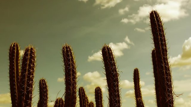Cactus cloudscape time lapse in Colombia desert, La Guajira