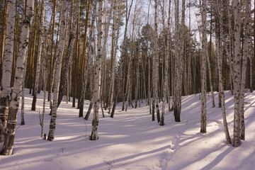 Winter Birch Wood