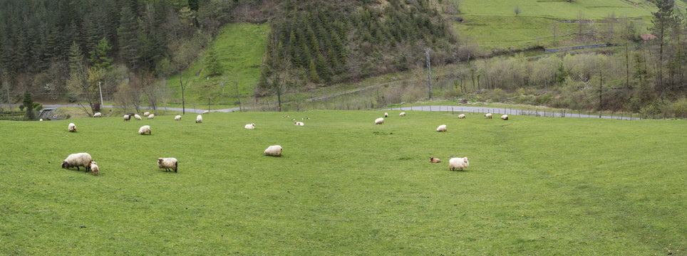 Euskal Sheeps