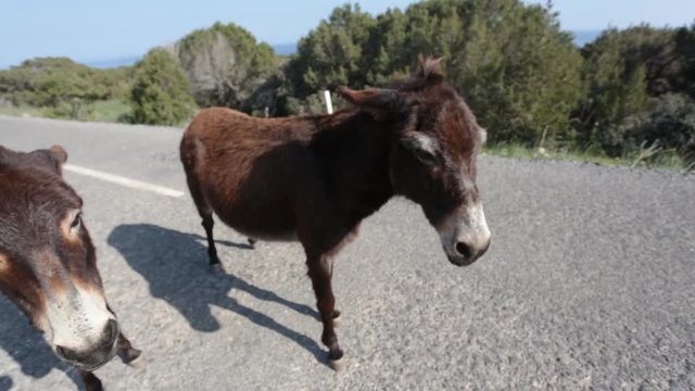 Funny donkey looking at the camera