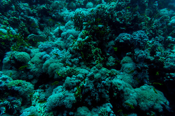 Fototapeta na wymiar Sea under water nature, with reaf coral and fishes. Sea flora and fauna.