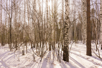 Winter Birch Wood