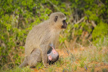 Naklejka na ściany i meble Baby monkey with mother. Kruger National Park, South Africa. Love, care and maternity concept.