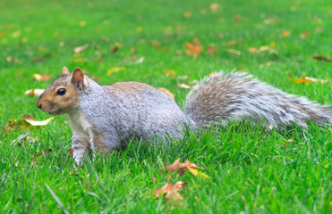 Squirrel