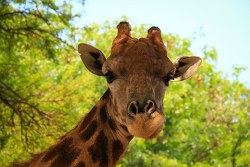 Naklejka premium Giraffe close-up. Photo taken at the Lion Park, Johannesburg, South Africa