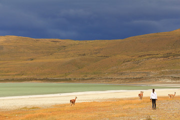 Fototapeta na wymiar Girl, animals, salt lake and storm clouds in Torres del Paine, Patagonia, Chile