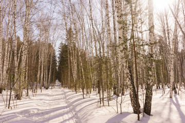 Winter Birch Wood