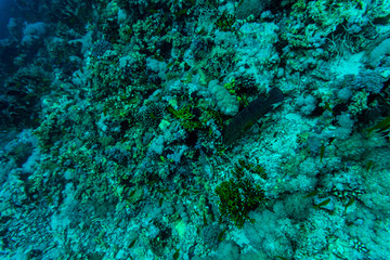 Sea under water nature, with reaf coral and fishes. Sea flora and fauna.