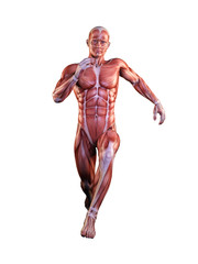 Muscle man anatomy in motion 3D Illustration