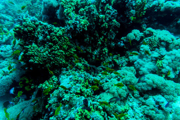 Sea under water nature, with reaf coral and fishes. Sea flora and fauna.
