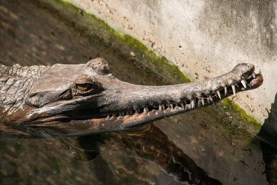 Tomistoma Images – Browse 249 Stock Photos, Vectors, and Video | Adobe ...