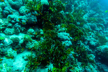 Fototapeta premium Sea under water nature, with reaf coral and fishes. Sea flora and fauna.