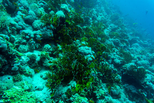 Sea under water nature, with reaf coral and fishes. Sea flora and fauna.