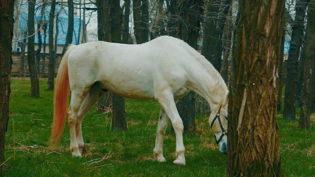 White horses graze in a green park at spring