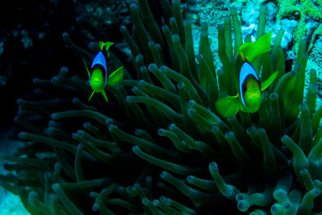 Fototapeta na wymiar underwater coral garden with anemone and a pair of yellow clownfish