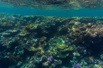 Fototapeta na wymiar Variety of soft and hard coral shapes, sponges and branches in the deep blue ocean. Yellow, pin, green, purple and brown diversity of living clean undamaged corals.