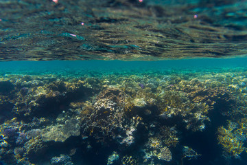 Variety of soft and hard coral shapes, sponges and branches in the deep blue ocean. Yellow, pin, green, purple and brown diversity of living clean undamaged corals.
