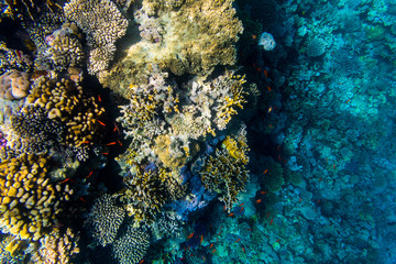 Variety of soft and hard coral shapes, sponges and branches in the deep blue ocean. Yellow, pin, green, purple and brown diversity of living clean undamaged corals.