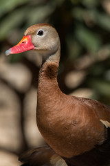 Black-bellied Whistling-Duck
