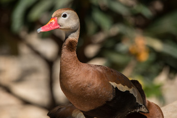 Black-bellied Whistling-Duck
