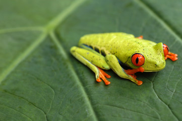 Red eyed tree frog