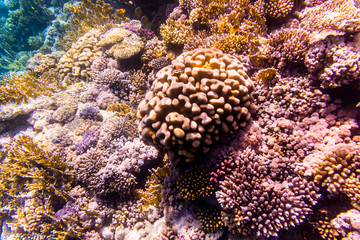 Variety of soft and hard coral shapes, sponges and branches in the deep blue ocean. Yellow, pin, green, purple and brown diversity of living clean undamaged corals.