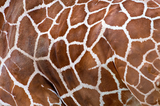 close view of of brown spots on a giraffe skin