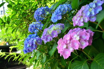 色とりどりの紫陽花