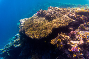 Variety of soft and hard coral shapes, sponges and branches in the deep blue ocean. Yellow, pin, green, purple and brown diversity of living clean undamaged corals.