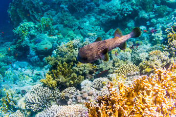 Underwater shoot of coral reef with a tiny fishes in clear water