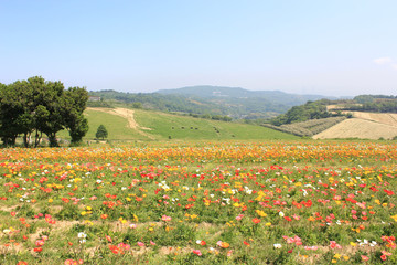 ポピーの花畑