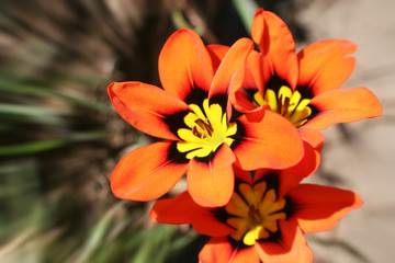 Flowers Close Up Zoom Burst High Quality 