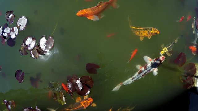 Koi and goldfish swimming around lily pads in pond.