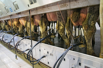 Cow milking automatic system in the milk farm.