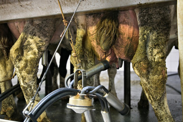 Cow milking automatic system in the dairy farm.