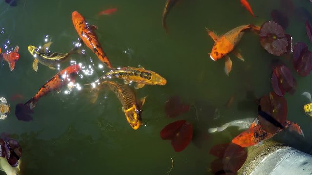 Koi swimming in pond