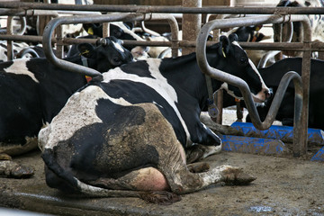 Cows in a stable on a dairy farm.