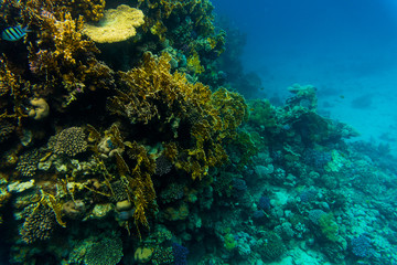 Naklejka na ściany i meble Tentacled flathead on coral reaf of Sharm El Sheih