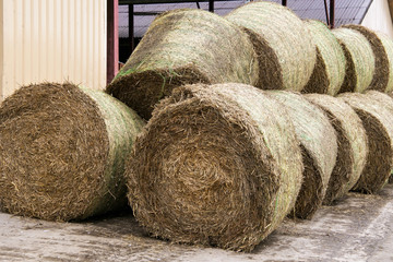 Stocks of hay for cows on a dairy farm.