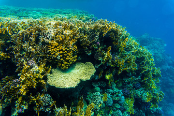 Tentacled flathead on coral reaf of Sharm El Sheih
