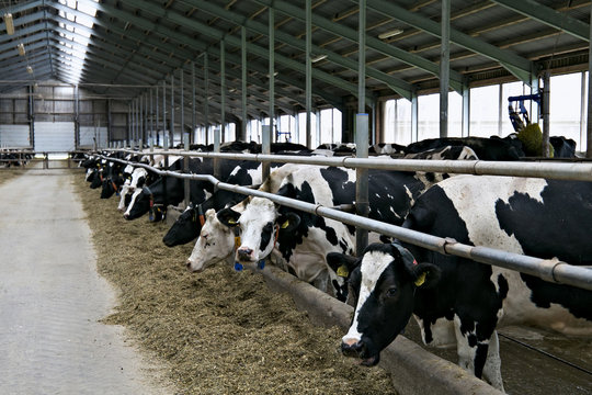 Cows In A Stable On A Dairy Farm.