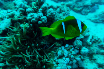 beautiful underwater abstract pattern coral reef and a pair of yellow butterfly fishes