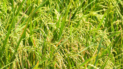 Rice fields closeup photo with rice cob and stem. Rice plant close-up.